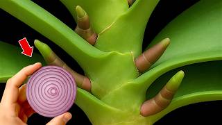 Just onion! Orchids grow extremely fast and bloom year round