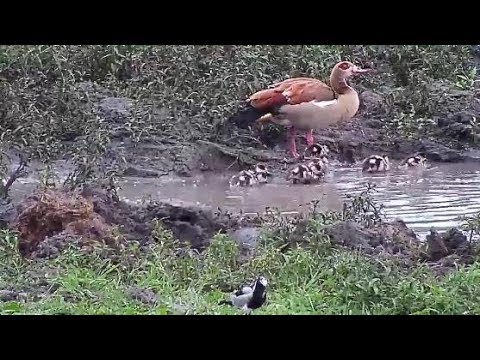 Djuma: Egyptian Goose pair with seven brand new goslings-Pt:2 - 18:33 - 12/31/19