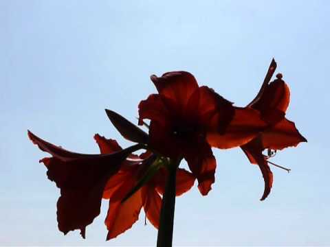 Maria Farantouri - Thalassografia - Amaryllis - 28-03-2012 - 2