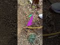 Amazing Fertigation System System For Water Soluble Fertilizers Shorts Indianfarmer