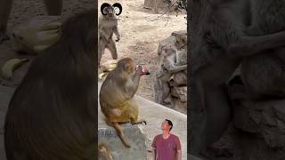 Download lagu Sedih🗿 Tingkah monyet cemburu dengan monyet lain🤣🤣 #animals#monyet#ngakak#kocak#fyp mp3 Download lagu Sedih🗿 Tingkah monyet cemburu dengan monyet lain🤣🤣 #animals#monyet#ngakak#kocak#fyp mp3