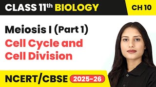 Meiosis I (Part 1) - Cell Cycle and Cell Division | Class 11 Biology Chapter 10 | CBSE 2024-25