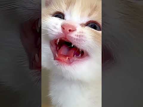 kitten says Aqsa Khala #dubmasteratiq #funny #cat #catlaughs #naturelovers #mycat #cute #funnycat