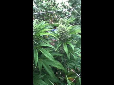 tahoe og, m.o.'s og, forum cut gsc, boss og, stardawg