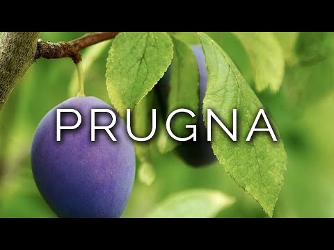 1156-IT Marino, PRUGNA - Ipnosi Esoterica ∞ Lucio Carsi