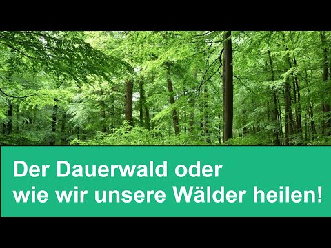 The permanent forest, or how we heal our forests!