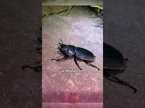 Anh ấy sai lầm khi chạm vào mọi con vật ở VN 😨