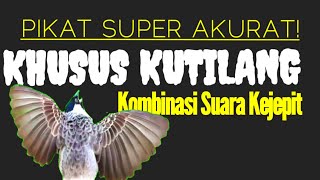 Download lagu Suara Burung Ribut|| Kutilang Liar,Pikat Dengan Suara ini,Auto LENGKET! mp3