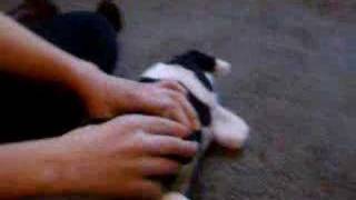 Super Duck Episode 4: Haunting Of The Ghost Cow Pt.1