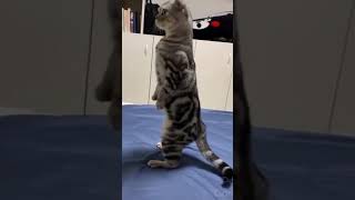 ☆Super Cute Animals☆Cute cats and funy dogs＆cat　videos compilation2021C㉟#Shorts