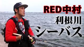 シーバス
