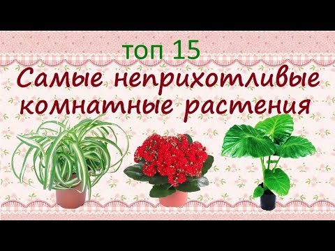 Самые неприхотливые растения для дома//ТОП15