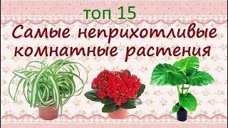 Самые неприхотливые растения для дома видео