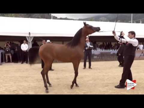 N.9 HDM MARIA APAL - Menton 2016 - Yearling Fillies (Class 1A)