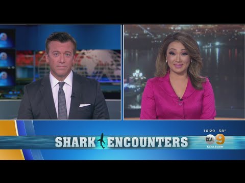 Drone Video: Great White Sharks Off California's Coast Are More Common Than You Think