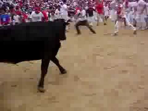 Bull running around catching people - Pamplona S. Fermin Arena Run Bulls Encierro 2008 Ricardo Gomez