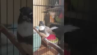 Download lagu ALIS TEBAL // sikatan KIPAS NGEPLONG #kicaumania mp3