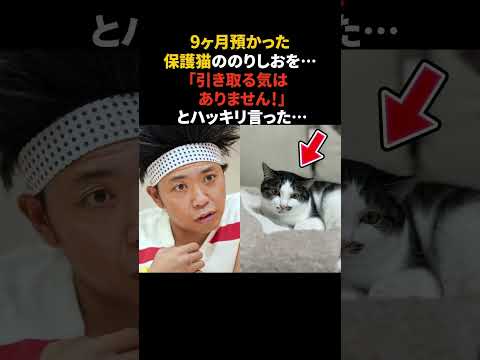 サンシャイン池崎が保護猫を引き取らない理由　#サンシャイン池崎 #保護猫 #のりしお #感動する話