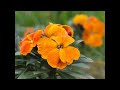 Somi - Wallflower Blues