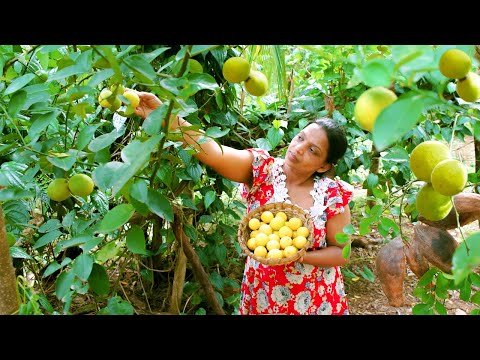 Harvesting Fresh Lime from Garden and making Lime rice, Drink and preserving lime! mali cooking