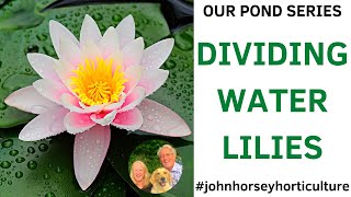 TRANSFORM YOUR POND WITH SIMPLE WATER LILY DIVISION