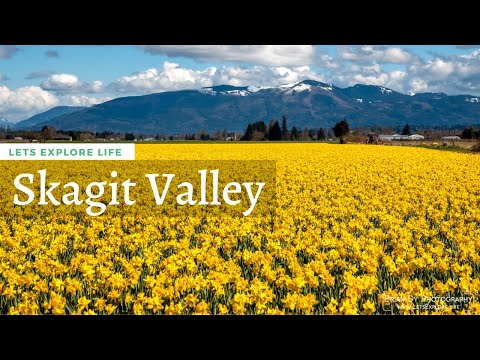 The Great Tulip Festival of Skagit Valley in 2021