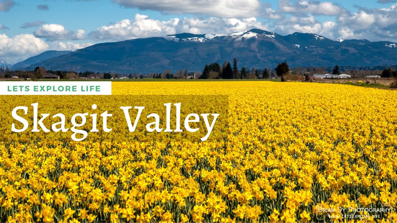 Skagit Valley Tulip Festival