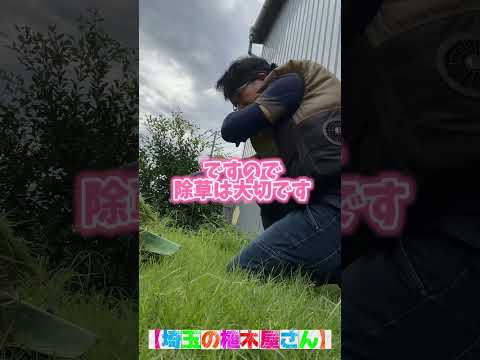 簡単に除草する方法は？雑草や不要な植物を取り除くための5つのヒント!  庭園