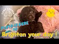 Baby Pluto Is Here To Brighten Your Day Puppy Rescuedog Rescuedoglove Campcockerrescue