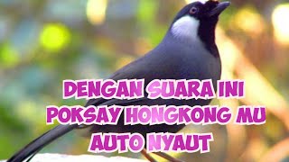 Download lagu Hitungan Detik Poksay Hongkongmu Auto Nyaut Dengar Suara Poksay Hongkong Betina Ini mp3