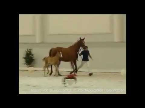 Pramienfohlen Soraja von Sir Donnerhall