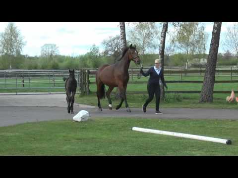 11 Stutfohlen von Finest - Münchausen