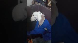 Perro de Toro Puppies Videos