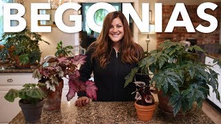 How To Baby Those Begonias–Indoors!