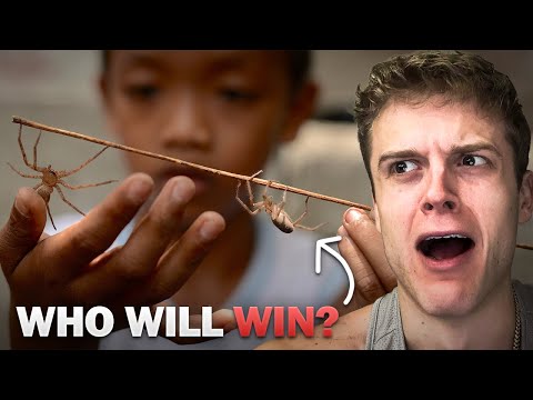The Spider Fights Of The Philippines