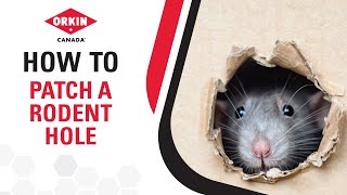 How To Patch A Rat Or Mouse Hole | Orkin Canada