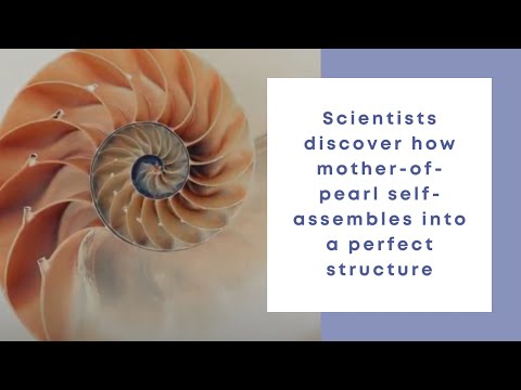 Opposites attract: scientists discover how mother-of-pearl self-assembles into a perfect structure