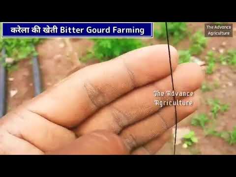 Green indian f-1 hybrid bitter gourd seeds, packaging size: ...