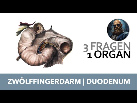 3 Fragen 1 Organ Zwölffingerdarm, Duodenum | Anatomie Prüfung