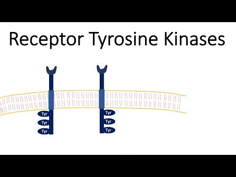 Receptor Tyrosine Kinases - RTK