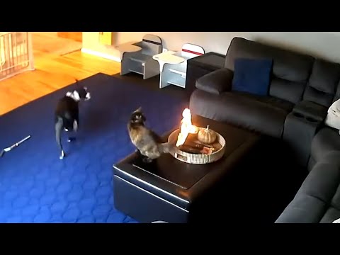 Cat Doesn't Care That It's On Fire