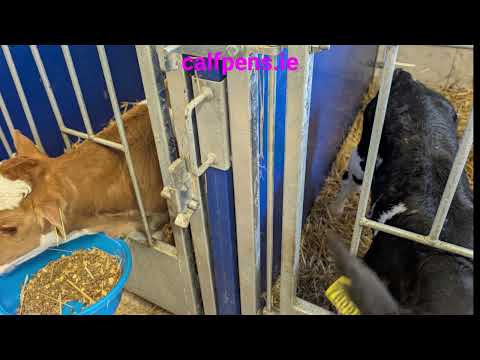 Calf Pens - Image 2