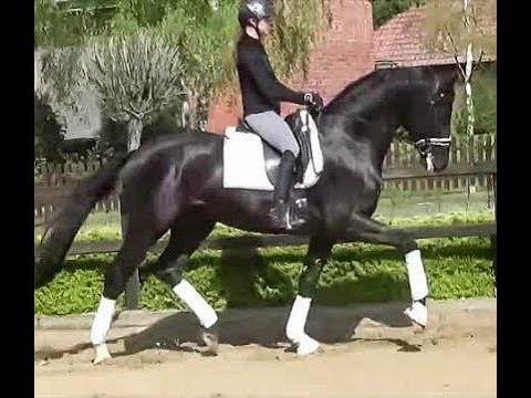2017 gorgeous black Hanoverian stallion by FÜRSTENBALL ! www.sporthorses-online.com