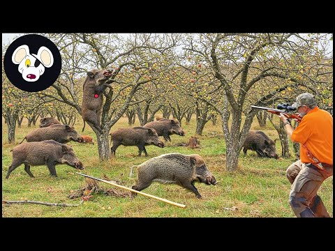 Florida Wild Boar Hunt When Nature Becomes A Battlefield - Crazy Farmer Chases Destructive Wild Hog