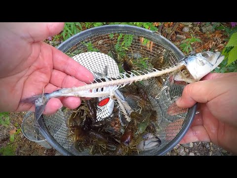 The Best Bait to Catch Crayfish! (Trapping Experiment!)
