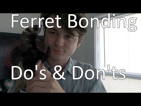 YouTube video about: How to bond with your ferret?