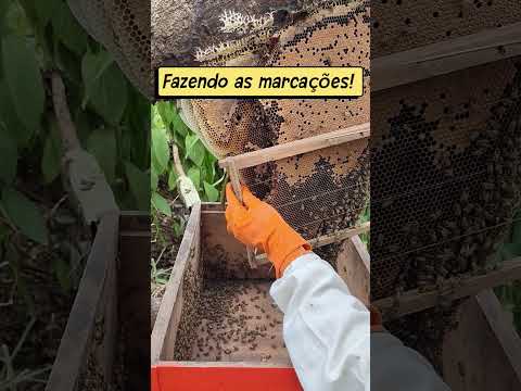 Resgate de um super Enxame! #apicultura #abelhas #resgate #viral #agro #acre #plantas #trabalho