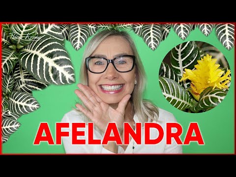 , title : '🌾Como cuidar da PLANTA AFELANDRA 🌾💚🌾 | Flávia Kremer'
