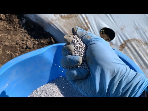 春になったら古いマルチを取り除いたほうがいいでしょうか？ 「はい」の場合、いつですか?  庭園