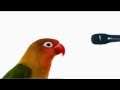 Anjulie - Jamba - Telus Bird Adverts 